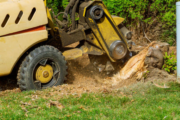 Best Storm Damage Tree Cleanup  in Clovis, CA